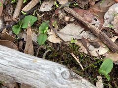 Pterostylis curta