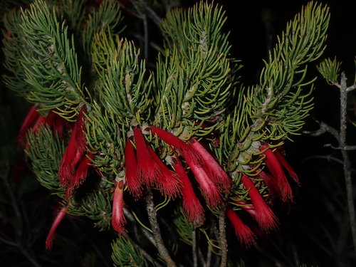 Image of Melaleuca eriocarpa by (c) Thomas Mesaglio, some rights reserved (CC BY)
