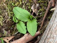 Pterostylis curta