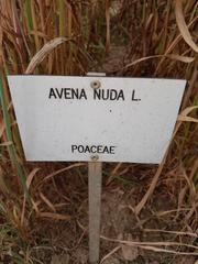 Avena nuda