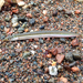American Sand Lance - Photo (c) Clayton D'Orsay, some rights reserved (CC BY-NC), uploaded by Clayton D'Orsay