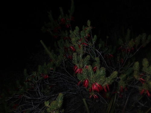 Image of Melaleuca eriocarpa by (c) Thomas Mesaglio, some rights reserved (CC BY)