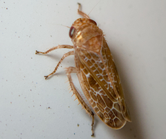 Allygidius commutatus