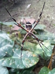 Argiope argentata