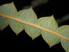 Banksia candolleana