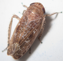 Allygidius commutatus