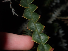 Banksia candolleana