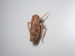 Allygidius commutatus