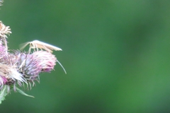 Agriphila straminella