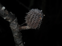 Banksia candolleana