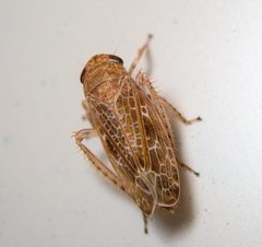 Allygidius commutatus