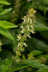 Ocimum gratissimum gratissimum