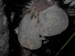 Banksia candolleana