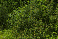 Ocimum gratissimum gratissimum