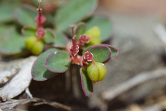 Euphorbia makinoi