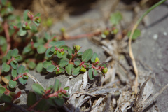 Euphorbia makinoi
