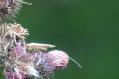 Agriphila straminella