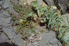 Euphorbia makinoi