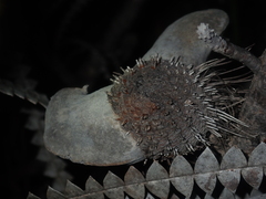 Banksia candolleana