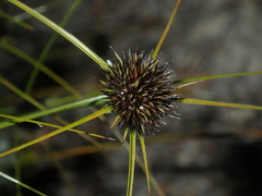 Schoenus curvifolius
