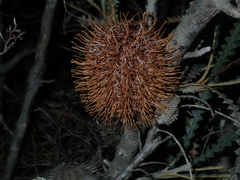 Banksia candolleana