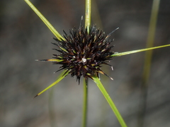 Schoenus curvifolius