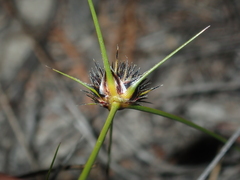 Schoenus curvifolius