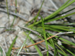 Schoenus curvifolius