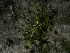 Schoenus curvifolius