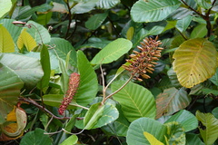 Nepenthes rafflesiana