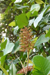 Nepenthes rafflesiana