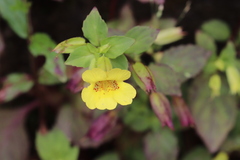 Erythranthe szechuanensis