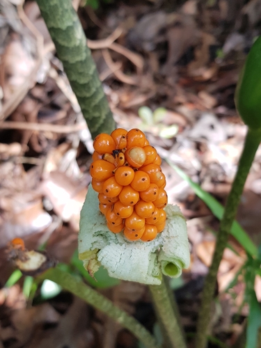 Alocasia longiloba