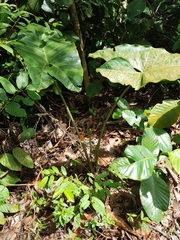 Alocasia longiloba