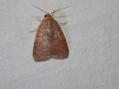 Maurilia