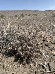 Micropuntia pulchella