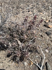 Micropuntia pulchella