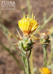 Centaurea solstitialis solstitialis