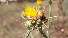 Centaurea solstitialis solstitialis