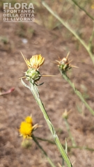 Centaurea solstitialis solstitialis