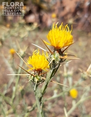 Centaurea solstitialis solstitialis