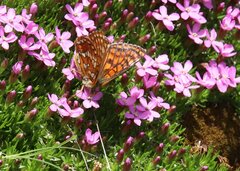 Euphydryas intermedia