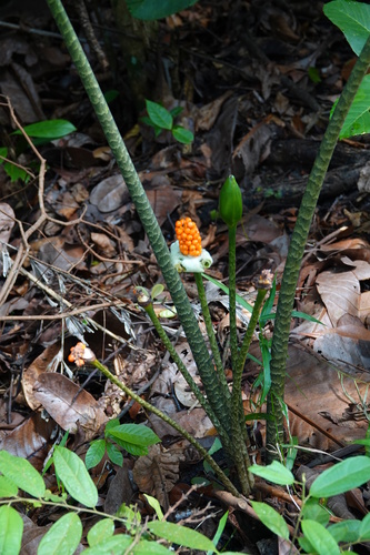 Alocasia longiloba