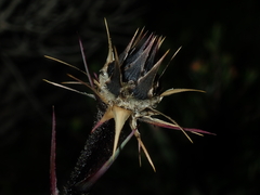 Dasypogon