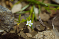 Sagina japonica