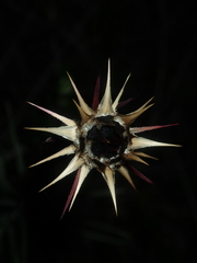 Dasypogon