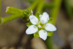 Sagina japonica