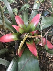 Nidularium innocentii