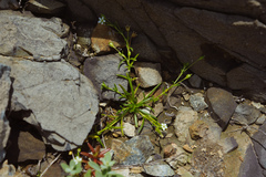 Sagina japonica