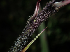 Dasypogon